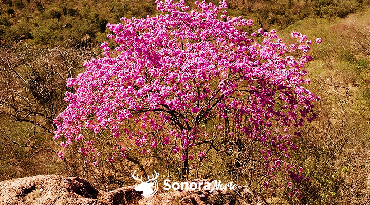 Así son las amapas de Sonora