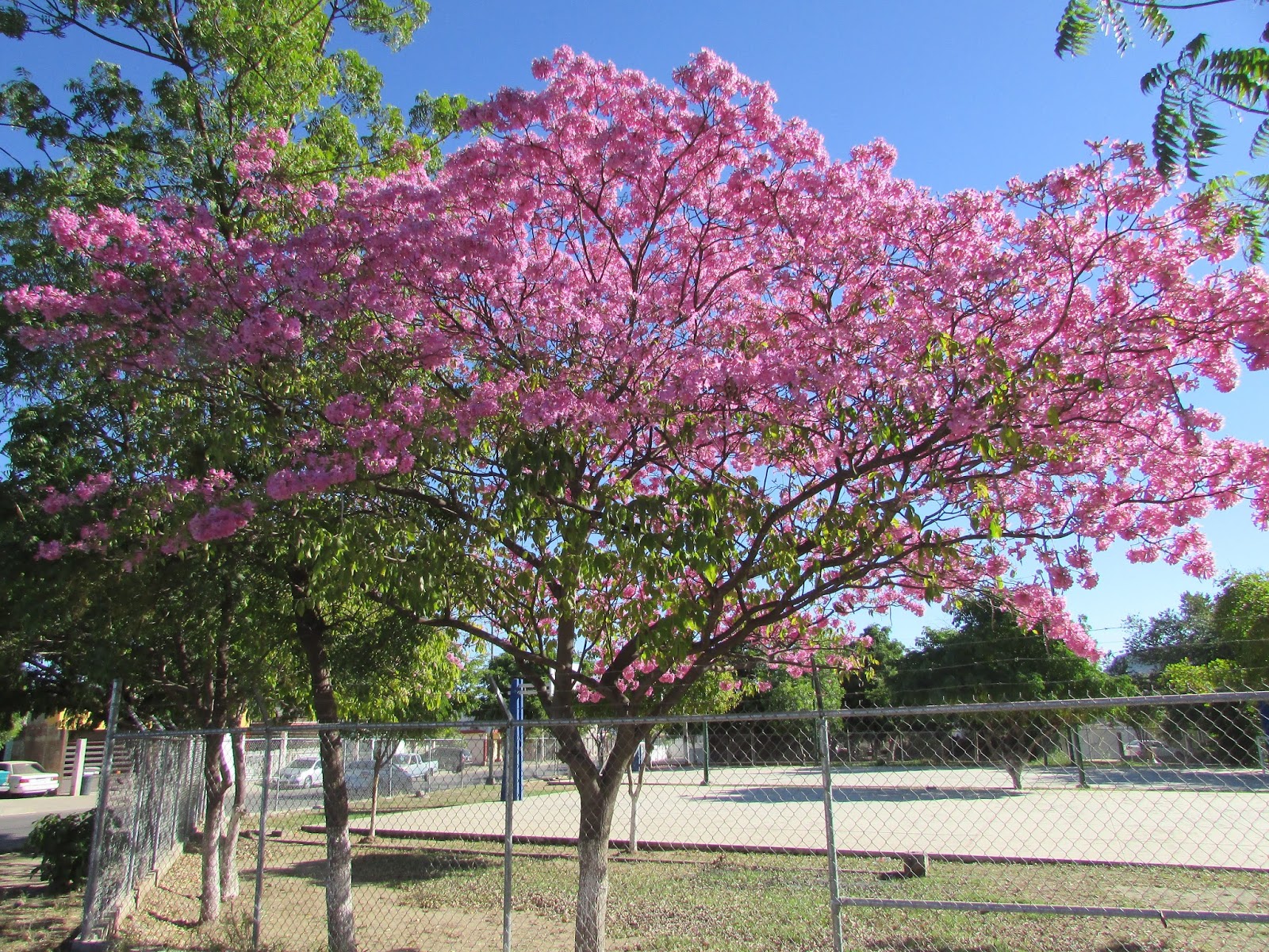 Amapas, los árboles rosados de Sonora