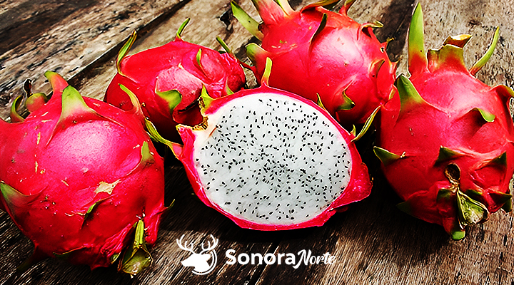 Origen sobre la pitahaya en Sonora